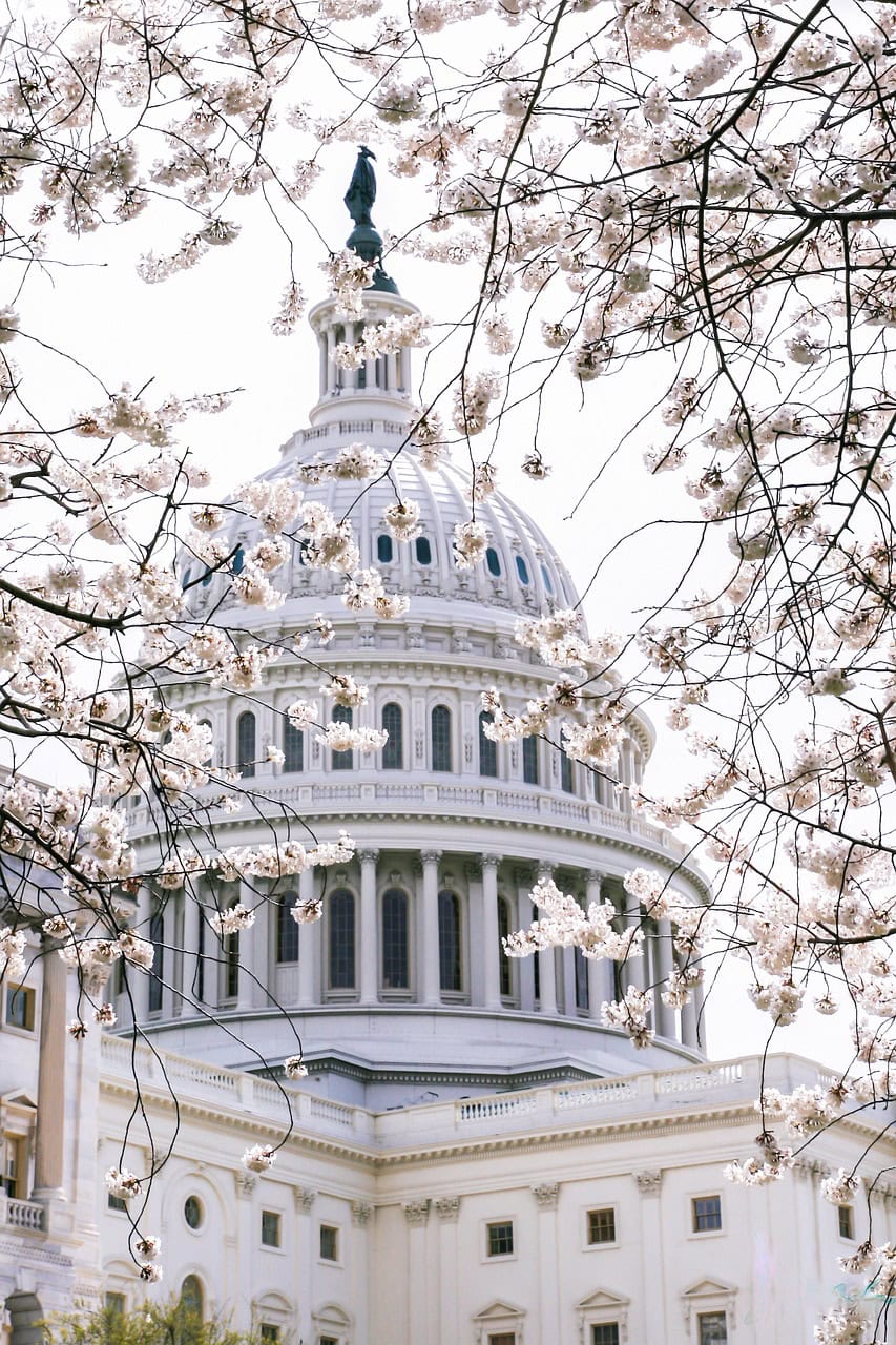 The U.S. Capitol dome is seen through cherry blossoms, much like louisiana immigration lawyers help clients see new horizons.
